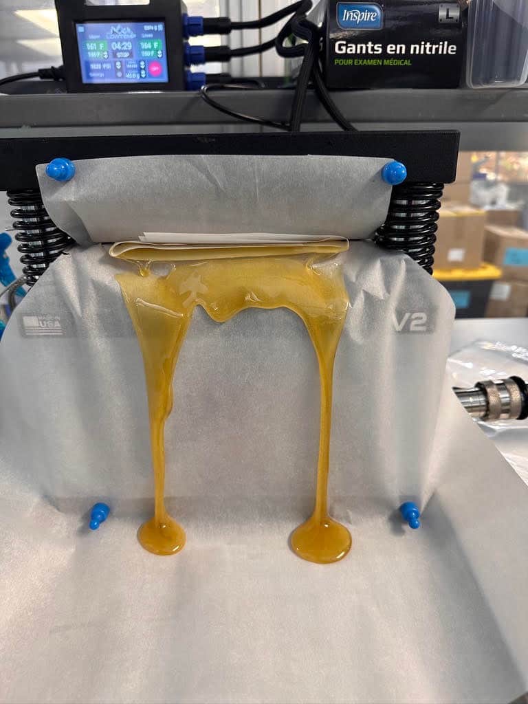 Rambutan hash rosin flowing from a Lowtemp V2 press at Alchemy Pure
